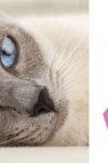 CURSO DE MEDICINA VETERINÁRIA ALERTA PARA O USO DE ANTICONCEPCIONAIS...