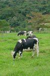 SEMINÁRIO DE MANEJO, RECUPERAÇÃO E RENOVAÇÃO DE PASTAGENS COMEÇA NESTA...