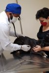 Mesmo na Pandemia Hospital Veterinário da FIMCA realiza atendimentos