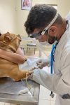 Aulas práticas de Medicina Veterinária a todo vapor