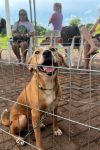 Alunos de Medicina Veterinária da FIMCA realizam vacinação de animais...