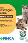 A Importância da Castração para os Gatos e sua Saúde