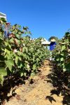 Dia de Campo das Agrárias Movimenta Fazenda Escola da FIMCA Com Foco em...