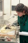 Neonatal veterinário: Hospital Veterinário FIMCA atende animais...